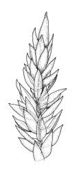 Sematophyllum jolliffii, branch detail. Drawn from G. Marie Taylor s.n., 14 Dec. 1989, CHR 462110.
 Image: R.C. Wagstaff © Landcare Research 2016 